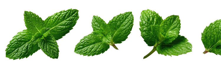 Four sprigs of vibrant green mint leaves against black
