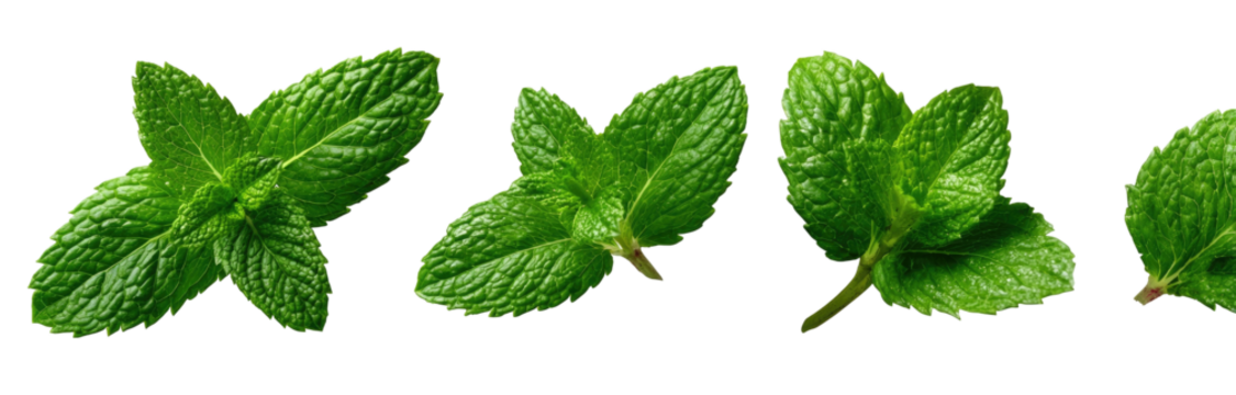 Four sprigs of vibrant green mint leaves against black