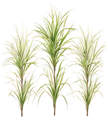 Three tall ornamental grasses with striped leaves on black