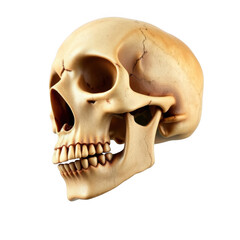 Obraz premium Human skull with realistic details and texture isolated on white background