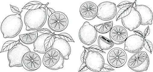Botanical drawing showing whole and cut lemons with foliage in a scattered composition