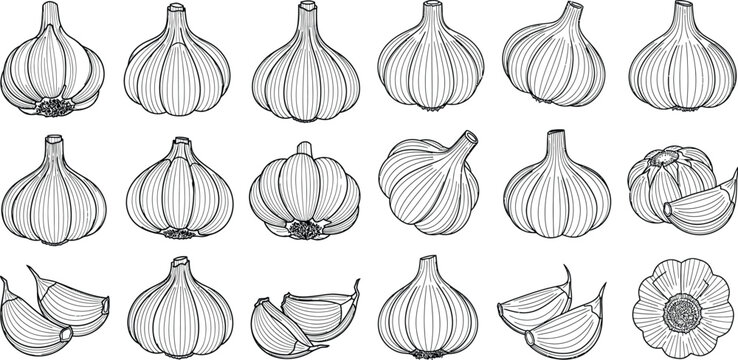 Collection of various garlic bulbs and individual cloves rendered in detailed botanical line art for culinary themes