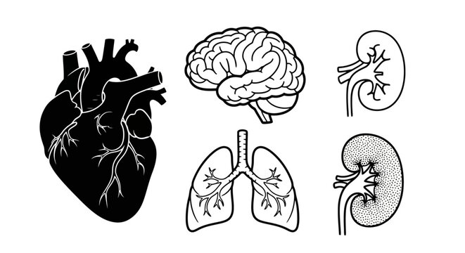 Set of human vital organ illustrations including the heart, brain, lungs, and kidneys. Isolated vector graphics for biology and healthcare design concepts