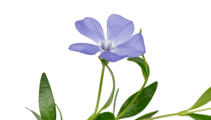 A light purple flower with five petals and a white center, growing with green leaves and stems, close up studio shot. on white