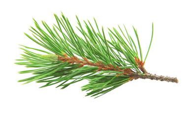 Evergreen pine needle branch with detailed texture