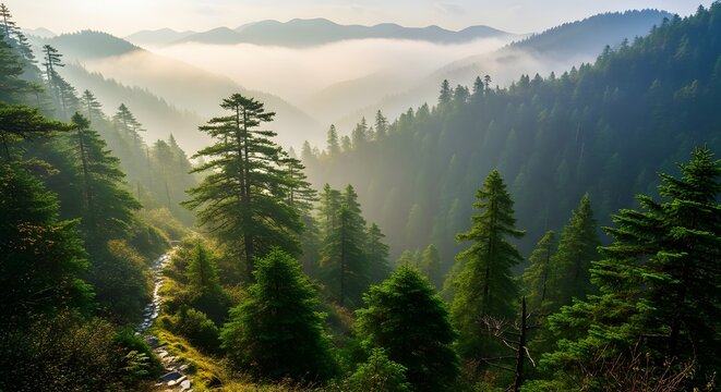 Green misty landscape shows dense forests, perfect for backgrounds, travel, and documentaries.