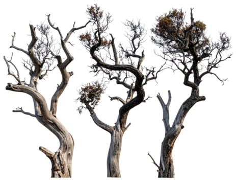 Three Dry, Weathered Trees in Rustic Style, isolated on a transparent background