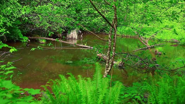  video of a fresh water pond in Capital State Forest Washington State
