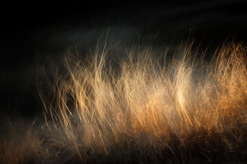 夜の光に照らされた草の抽象アート