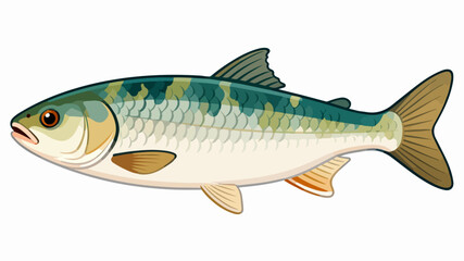 Fish illustration vector diagram