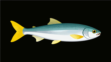 Fish illustration vector diagram