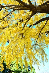 The yellow leaves of ginkgo trees are a symbol of autumn in Japan. Seasonal background material.