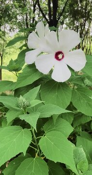 White Hibiscus Flowers with Red Centers in Green Garden
