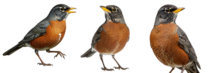 Set of robin birds isolated on white