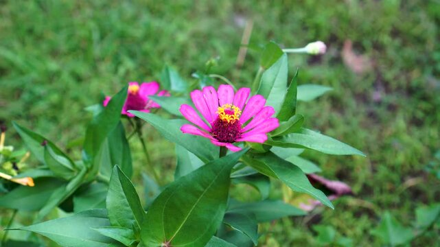 Stunning close-up of bright magenta or fuchsia colored Zinnia flowers. The golden yellow flower center is eye-catching, surrounded by lush green leaves. - Powered by Adobe