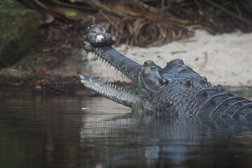 Crocodile swimming gracefully in serene river habitat