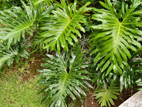 dracaena hawaiian sunshine plant Dracaena Hawaiian Sunshine 6