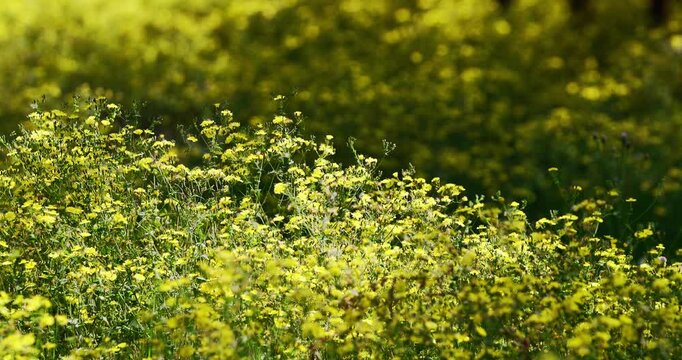 Yellow Wildflower Field in Summer Bloom