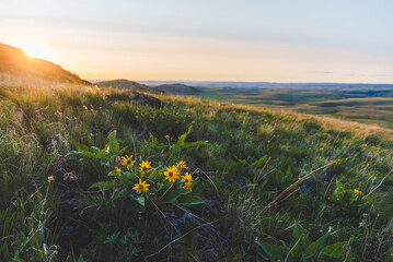 Golden Sunset And Yellow Balsamroot