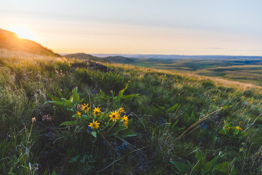 Golden Sunset And Yellow Balsamroot
