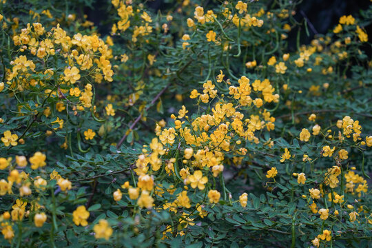 Senna tora (Cassia tora, Sickle Senna or Sickle Wild) is a leguminous plant. Traditional medicine. Beautiful green yellow senna spectabilis bicapsularis flower in Sichuan