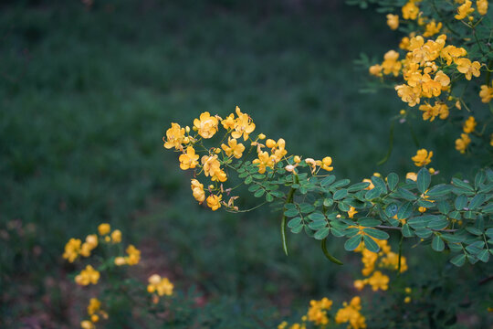 Senna tora (Cassia tora, Sickle Senna or Sickle Wild) is a leguminous plant. Traditional medicine. Beautiful green yellow senna spectabilis bicapsularis flower in Sichuan