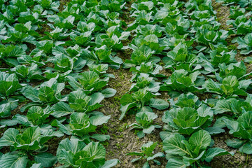 Green cabbages plants in line grow on field. View of cultivated cabbage growing in garden.