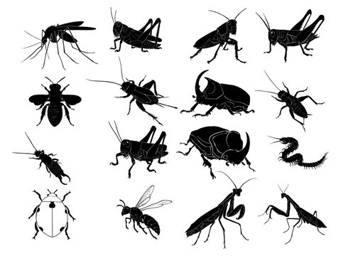 Silhouette of various insects, vector illustration, used for illustration work