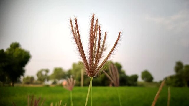 Chloris flowers, commonly known as windmill grass or finger grass, close up view