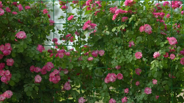 Pink Climbing Roses on Trellis in Spring Garden