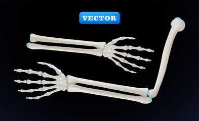 Human hand and elbow bones, 3D vector. Suitable for health and medical purposes