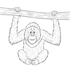 Outline illustration of a smiling orangutan hanging from a tree branch. © bima