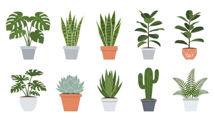 Collection of diverse potted houseplants, ideal for home decor and interior design
