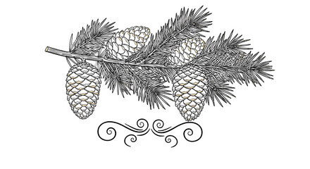 Pine Branch Sketch: A detailed sketch captures the delicate beauty of a pine branch, with textured pine cones. Embodying simplicity and the beauty of natural design.