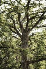 trees in the forest