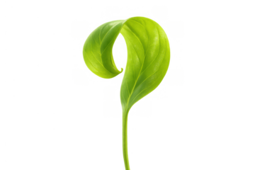 Green sprout forming question mark shape representing growth concept, new life, ecology and environmental issues on transparent background