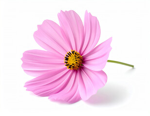 Obraz premium Fresh pink cosmos flower with delicate thin petals on a clean white minimalist background