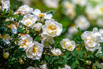 white rose on a green natural background
