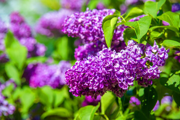 purple lilac blooms in the Botanical garden