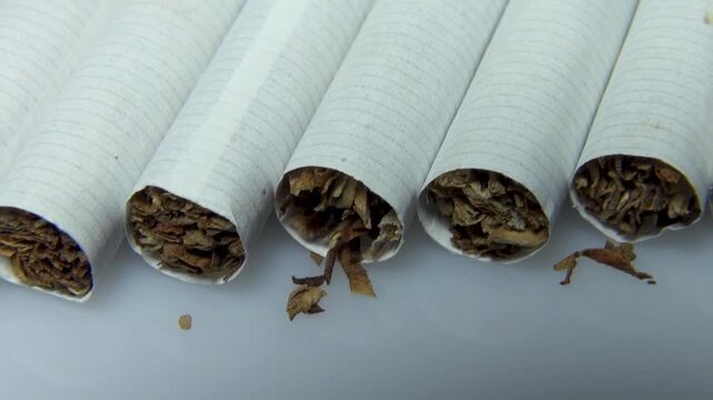 Cigarettes lying in a row, view of the part with tobacco