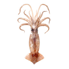 A detailed view of a squid showcasing its unique anatomy and tentacles, found in deep ocean habitats.