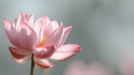 Fototapeta premium Delicate pink water lily bloom presents soft color contrast against muted background