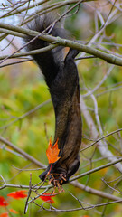 squirrel in a tree eating food in Toronto park