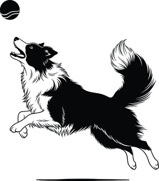 Jumping Border Collie Dog Catching Ball Vector Illustration - Black and White Engraving Style Pet Graphic