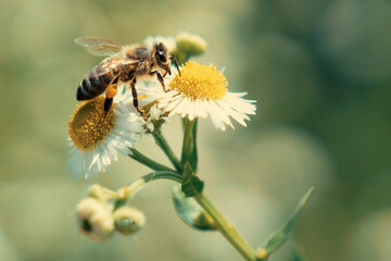 Honey Bee Collecting Pollen on White Wildflower Macro