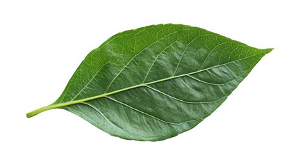 Obraz premium A single green leaf with detailed veins against a black backdrop on transparent background