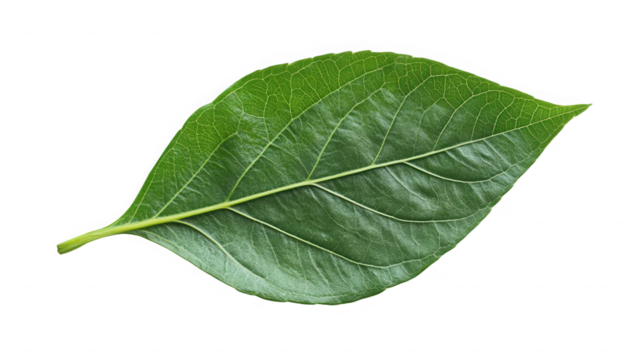 A single green leaf with detailed veins against a black backdrop on transparent background