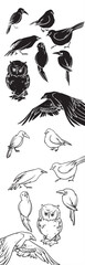 Forest Birds Collection: Detailed Vector Silhouettes and Hand Drawn Outline Illustrations of Owl, Raven, Kingfisher, and Songbirds Set