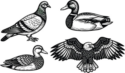 Vintage Engraving Bird Set Vector Illustration: Includes Pigeon, Mallard Ducks, and Bald Eagle in Flight, Perfect for Retro Design and Wildlife Themes.