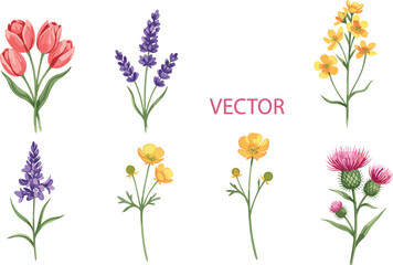Six delicate watercolor floral vectors: tulips, lavender, buttercups, and thistle, perfect for elegant wedding invitations, spring designs, and botanical graphics.